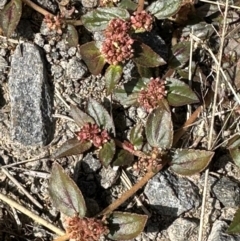 Euphorbia hirta at Porcupine, QLD - 26 Jul 2024