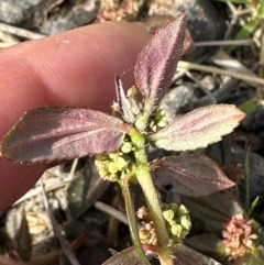 Euphorbia hirta at Porcupine, QLD - 26 Jul 2024