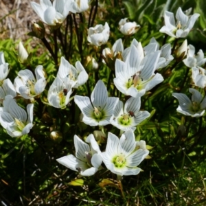 Gentianella muelleriana subsp. alpestris at Geehi, NSW - 17 Jan 2021