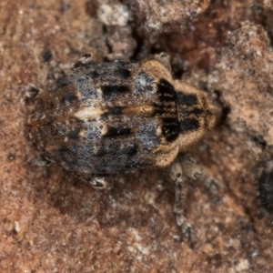 Unidentified Weevil (Curculionoidea) at Flynn, ACT by kasiaaus