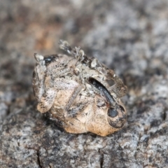 Gerynassa nodulosa at Flynn, ACT - 26 Jul 2024 02:11 PM