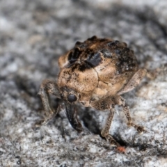 Gerynassa nodulosa at Flynn, ACT - 26 Jul 2024 02:11 PM