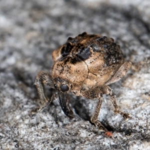 Gerynassa nodulosa at Flynn, ACT - 26 Jul 2024