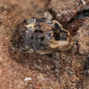 Gerynassa nodulosa at Flynn, ACT - 26 Jul 2024