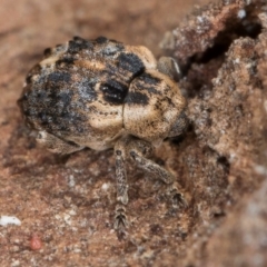 Gerynassa nodulosa at Flynn, ACT - 26 Jul 2024