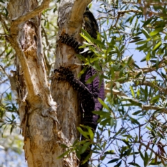 Varanus varius at Lake Innes, NSW - suppressed
