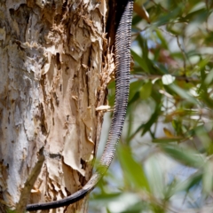 Varanus varius at Lake Innes, NSW - suppressed