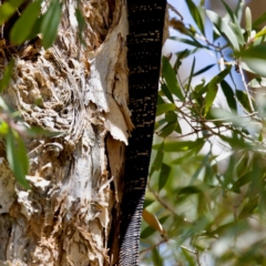 Varanus varius at Lake Innes, NSW - suppressed
