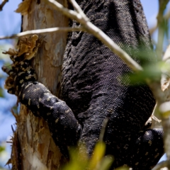 Varanus varius at Lake Innes, NSW - suppressed