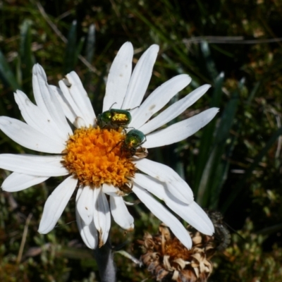 Diphucephala sp. (genus) (Green Scarab Beetle) at Geehi, NSW - 17 Jan 2021 by MB