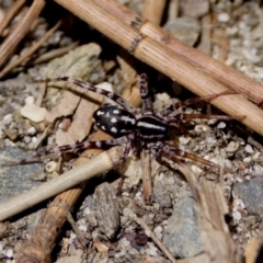 Nyssus coloripes (Spotted Ground Swift Spider) at Lake Innes, NSW - 27 Nov 2023 by KorinneM