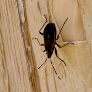 Dindymus circumcinctus at Lake Innes, NSW - 27 Nov 2023 12:45 PM
