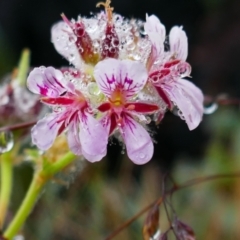 Pelargonium australe (Austral Stork's-bill) at Cotter River, ACT - 27 Jan 2021 by MB