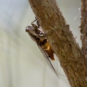 Telmapsalta hackeri at Lake Innes, NSW - 27 Nov 2023