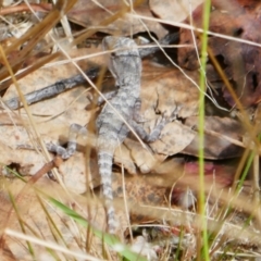 Amphibolurus muricatus (Jacky Lizard) at Kambah, ACT - 31 Jan 2021 by MB