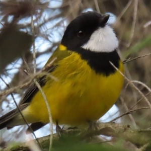 Pachycephala pectoralis at Narrabundah, ACT - 25 Jul 2024