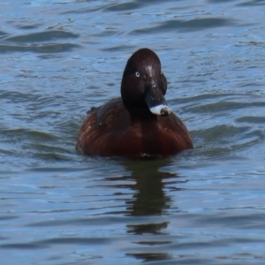 Aythya australis at Coombs, ACT - 25 Jul 2024