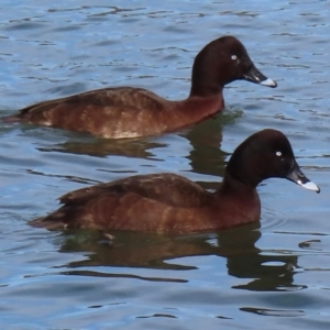 Aythya australis at Coombs, ACT - 25 Jul 2024