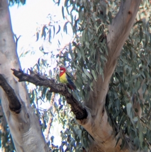 Platycercus eximius at Walla Walla, NSW - 27 Jul 2024 12:27 PM