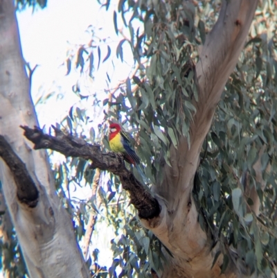 Platycercus eximius (Eastern Rosella) at Walla Walla, NSW - 27 Jul 2024 by Darcy