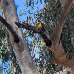 Platycercus eximius at Walla Walla, NSW - 27 Jul 2024