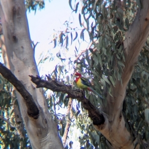 Platycercus eximius at Walla Walla, NSW - 27 Jul 2024 12:27 PM