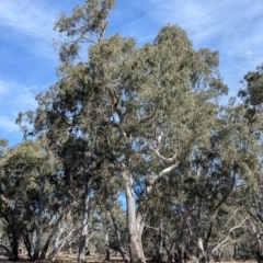 Eucalyptus camaldulensis (River Red Gum) at Walla Walla, NSW - 27 Jul 2024 by Darcy