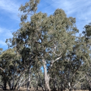 Eucalyptus camaldulensis at suppressed - suppressed