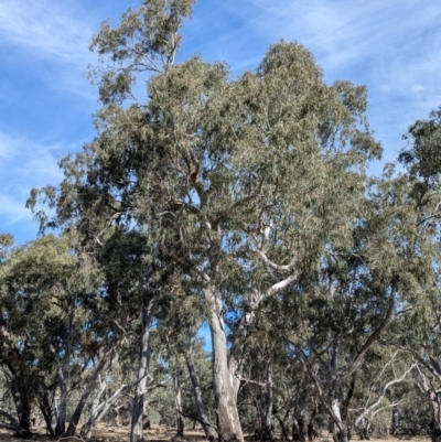 Eucalyptus camaldulensis (River Red Gum) at Walla Walla, NSW - 27 Jul 2024 by Darcy