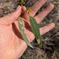 Eucalyptus camaldulensis at suppressed - 27 Jul 2024