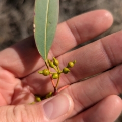 Eucalyptus camaldulensis at suppressed - 27 Jul 2024