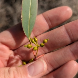 Eucalyptus camaldulensis at suppressed - suppressed