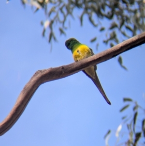 Psephotus haematonotus at Walla Walla, NSW - 27 Jul 2024