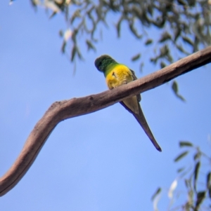 Psephotus haematonotus (Red-rumped Parrot) at Walla Walla, NSW by Darcy