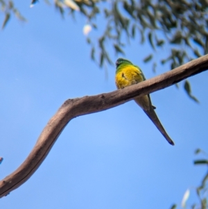 Psephotus haematonotus at Walla Walla, NSW - 27 Jul 2024 12:49 PM