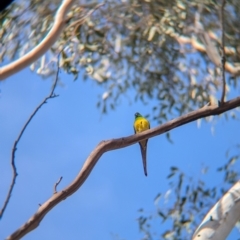 Psephotus haematonotus at Walla Walla, NSW - 27 Jul 2024