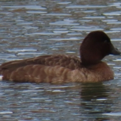 Aythya australis at Wright, ACT - 25 Jul 2024 01:36 PM