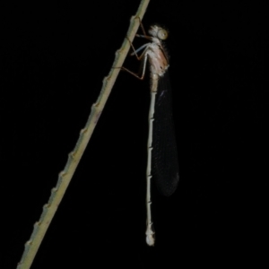 Xanthagrion erythroneurum at Freshwater Creek, VIC - 18 Dec 2022 12:51 AM
