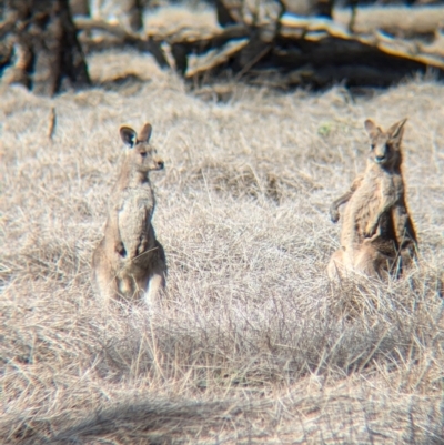 Macropus giganteus (Eastern Grey Kangaroo) at Walla Walla, NSW - 27 Jul 2024 by Darcy