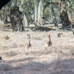 Macropus giganteus at Walla Walla, NSW - 27 Jul 2024 12:52 PM