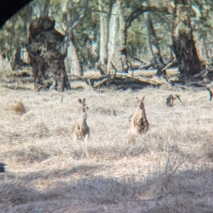 Macropus giganteus at Walla Walla, NSW - 27 Jul 2024 12:52 PM