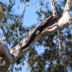 Cacatua sanguinea (Little Corella) at Walla Walla, NSW - 27 Jul 2024 by Darcy