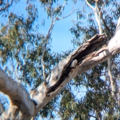 Cacatua sanguinea at Walla Walla, NSW - 27 Jul 2024