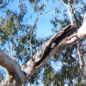 Cacatua sanguinea at Walla Walla, NSW - 27 Jul 2024