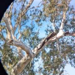 Cacatua sanguinea at Walla Walla, NSW - 27 Jul 2024