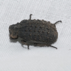 Omorgus euclensis (A carrion beetle) at Freshwater Creek, VIC - 22 Dec 2022 by WendyEM