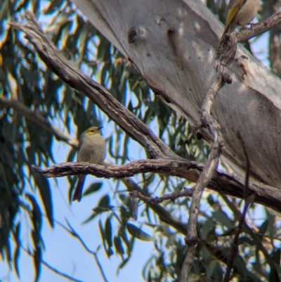 Ptilotula penicillata (White-plumed Honeyeater) at Walla Walla, NSW - 27 Jul 2024 by Darcy