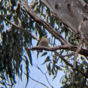 Ptilotula penicillata at Walla Walla, NSW - 27 Jul 2024