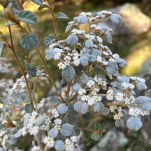 Spyridium parvifolium at Burrinjuck, NSW - 27 Jul 2024