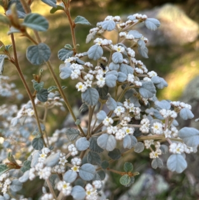 Spyridium parvifolium (Dusty Miller) at Burrinjuck, NSW - 27 Jul 2024 by SonyaDuus